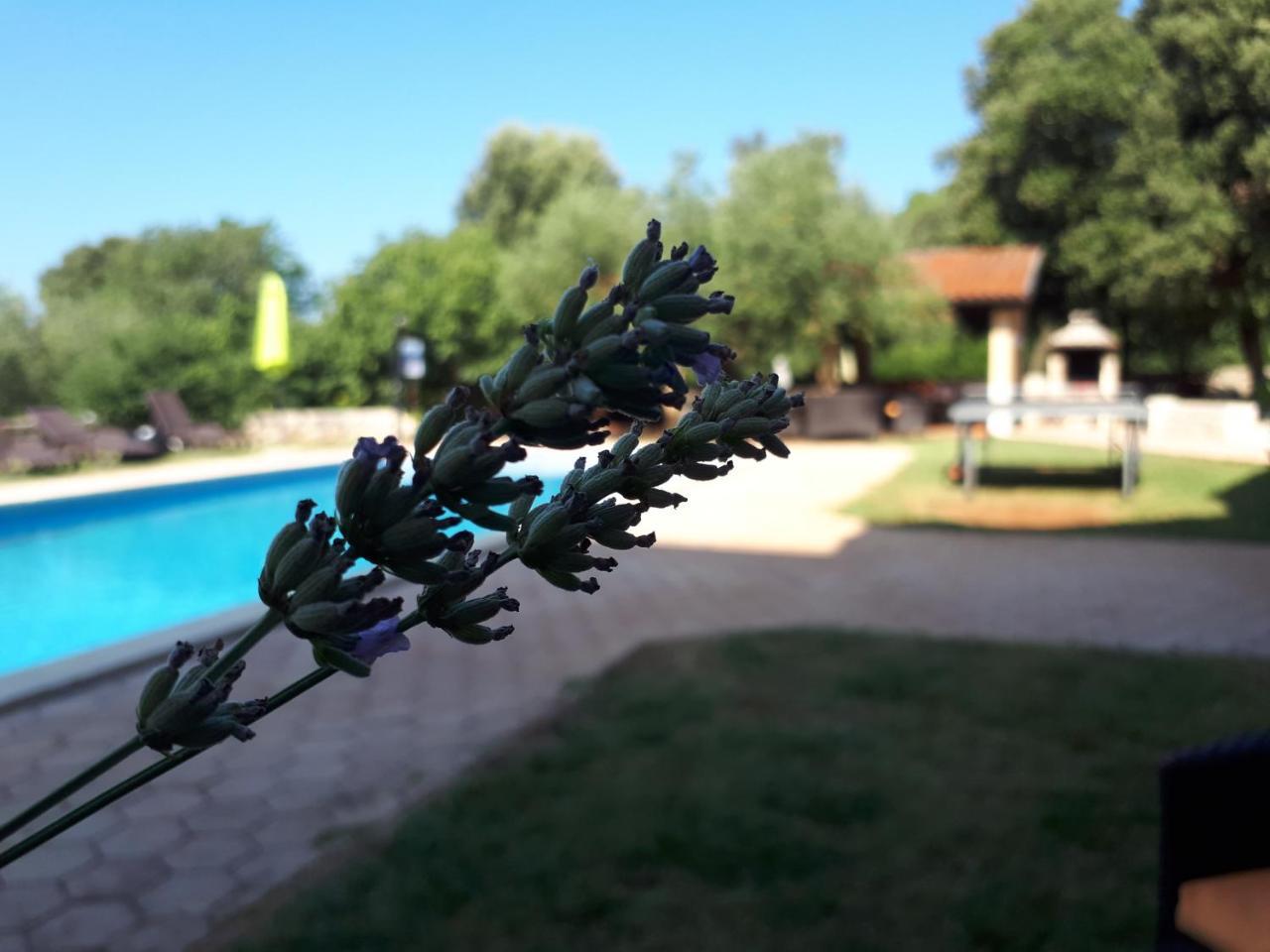 Guesthouse "Barboska" - Big Outdoor Swimming Pool & Private Tennis Court 보드냔 외부 사진